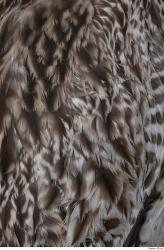 Photo Textures of Animal Skin